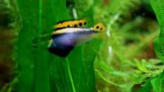 Pelvicachromis Taeniatus Nigeria Red [upl. by Naasah240]