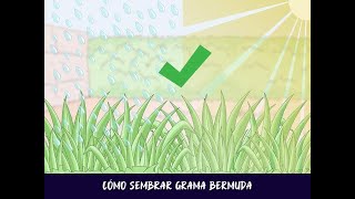 Cómo sembrar grama Bermuda [upl. by Attaynek]