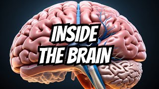 Dissection  Sulci amp Gyri of Superolateral surface of brain [upl. by Stine]