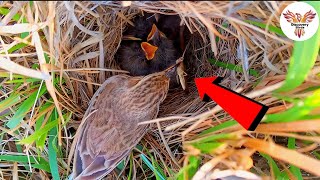 Skylark Bird Brings Big Worm for Hungry Chicks  Bird feeding video  feeding DiscoveryBirds [upl. by Sherl]