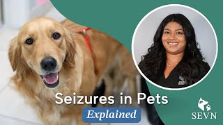 Seizures in Pets Causes Symptoms and Treatment Options [upl. by Nibbs]