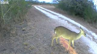 Doe eating some corn [upl. by Yelak]