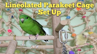 Lineolated Parakeet Cage Set Up [upl. by Patrica]