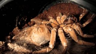 Theraphosa stirmi timelapse molt [upl. by Ellehsim]