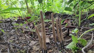 मुर्दे की अंगुली  Xylaria nigripes the Dead Mans Finger Fungus [upl. by Irodim145]