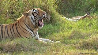 Tigers Mating SeasonTigerChotaDadiyal amp Collarwali Mating [upl. by Aicilic]