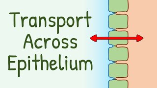 Transport Across Epithelium [upl. by Sivaj]