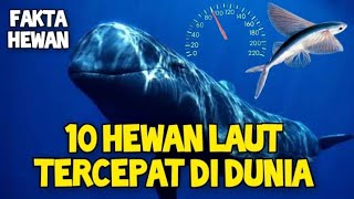 Melebihi Kapal Selam Inilah 10 Hewan Laut Tercepat Di Dunia [upl. by Holloway]