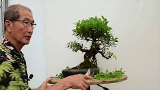 How to care for Ficus Bonsai [upl. by Nodnol]