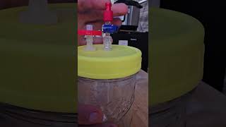 Ultimate Mycelium Cultivation Hack No Contamination YouTubeVlogTutorialMycologyDIY [upl. by Fenny800]