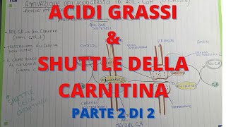 Acidi grassi e Shuttle della Carnitina Biochimica PARTE 2 di 2 [upl. by Ennire]