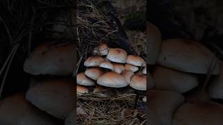 Hypholoma lateritium Опеньок несправжній цегляночервоний mushroom nature природа lake ліс [upl. by Cj]