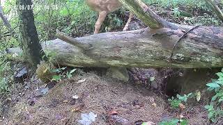 Even the fawns use the Community Trail [upl. by Heisser]