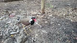 Red wattled lapwing  An all time angry bird 😘😂🤣♥️🤣😍😍😘❤️ [upl. by Yekcor666]