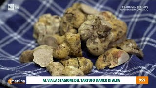 Tartufo di alba  Unomattina 02102024 [upl. by Netsriik]