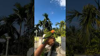 Birds training ￼ process 🦜birds shortsfeed sunconure tamebird minivlog paroot parakeet [upl. by Aetnuahs]