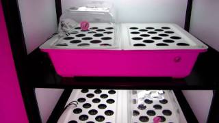 How to Clone  Hydroponic Grow Box Cloning from SuperCloset [upl. by Elrebma]