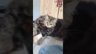 Quand un Chien Fait Tomber son Ami le Chat  😂🐶🐱Chien Chat AnimauxDrôles ComédieAnimale [upl. by Aiciles]