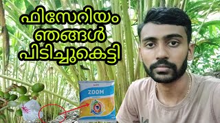 ഫിസേറിയം ഞങ്ങൾ പിടിച്ചുകെട്ടി  WEVE CONTROLLED THE FUSARIUM [upl. by Nertie]