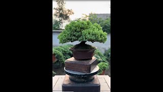 Replant a cypress bonsai 분재 [upl. by Iuqcaj]