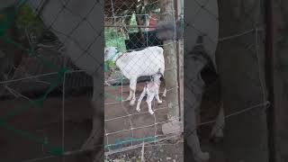 Hungry newborn Nikobuckling now in the nursery goat goatfarmlife animals goatfarming goatfeed [upl. by Ennayrb]