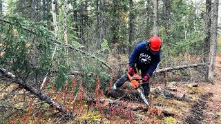 Fall in the Yukon is the best time of year [upl. by Sedda934]