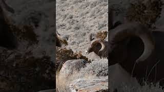 Bighorn Sheep Fight for Mating with Female  eGyan NEET [upl. by Yentiw]