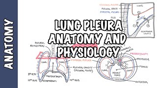 Lung Pleura  Clinical Anatomy and Physiology [upl. by Anitsirhcairam]