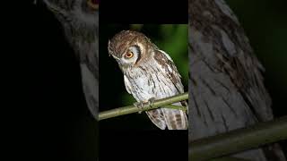 Sounds of Owl Tropical Screech Owl Sound Megascops choliba Sound [upl. by Eninnaej]