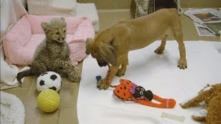 Cheetah and puppy make friends at San Diego zoo [upl. by Nnylirehs365]