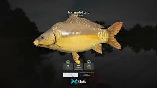 13 AMBER LAKE TROPHY COMMON CARP RUSSIAN FISHING 4 2022 [upl. by Aitnahs572]