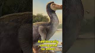 Dodo Birds Were Really Smart [upl. by Ylrehc]