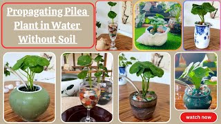 Pennywort Plant Propagate in Water Without Soil Technique  Indoor Plants to Propagate In Water [upl. by Aij223]