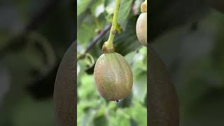 Handkerchief tree  fruit  August 2024 [upl. by Adnoral686]