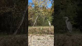 Blue herring tolerated me kayakbigbirdoutdoorsanimalsriverwaternatureexploreblueheron [upl. by Isabelita]