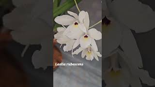 Laelia rubescens semialba [upl. by Torie]