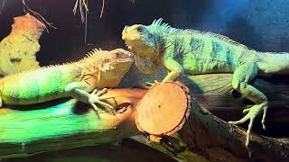 Iguana Insularis Insularis  Tobago Cay Island Iguana  White Rhino Iguanas  White Grenadine Iguana [upl. by Gracia]