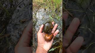 Catch snails in fresh water  nature video short naturelovers countryside snail nature улитки [upl. by Eamanna]