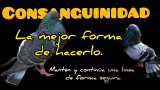 🩸🧬quotCONSANGUINIDADquot 🩸🧬 conserva tus líneas de forma segura [upl. by Meggi296]