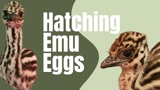 Hatching Emu Eggs emu hatching chicks bird [upl. by Suirada48]