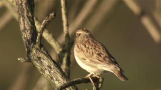 Woodlark [upl. by Obelia]