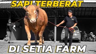 BRAVO SAPI TERBERAT DI SETIA FARM SAAT INI 12 TON [upl. by Niltyak416]