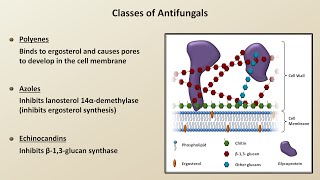 Antifungals Fungal Infections  Lesson 4 [upl. by Carbrey]