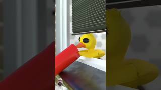 Fantastic duckling shouting funny cat duckduck duckface cute papaduck animation duckguy [upl. by Yona]