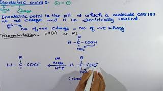 Isoelectric point PI  Isoelectric point in Electrophoresis  Electrophoresis [upl. by Asuncion]