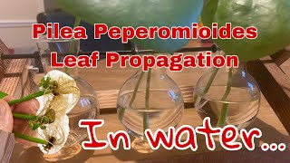 EASY LEAF PROPAGATION IN WATER  WITH Results Pilea Peperomioides [upl. by Stanhope739]