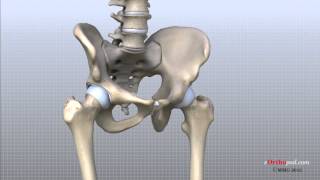 Hip Anatomy Animated Tutorial [upl. by Elreath]