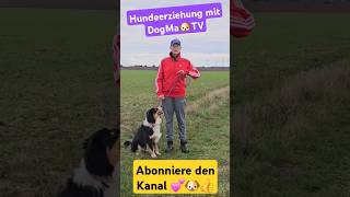 Hundetraining effektiv und SCHNELL ERFOLGREICH 🐶👍💥 hundeerziehung [upl. by Enahpad]