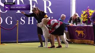 Dogo Argentinos  Breed Judging 2024 [upl. by Wendye]