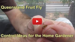 Queensland fruit fly amp a few control ideas for the home gardener [upl. by Iosep385]